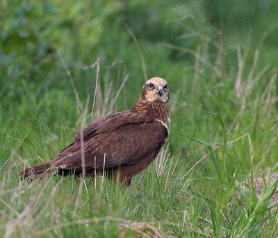 Western March Harrier, adult female