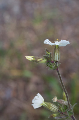 Vitblra, (Silene latifolia alba), male plant