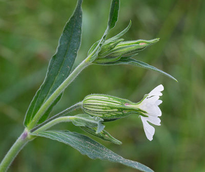 Vitblra, (Silene latifolia alba), female plant