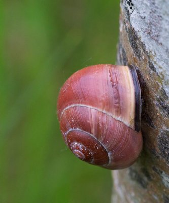 Parksncka, (Cepaea nemoralis)