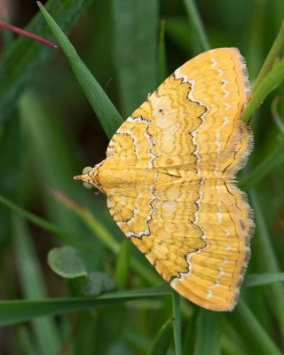 Gulvingad fältmätare, (Camptogramma bilineata)