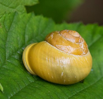 Trdgrdsncka, (Cepaea hortensis)