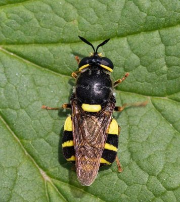 Gulgördlad jättevapenfluga, (Stratiomys potamida)