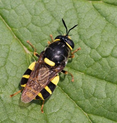Gulgördlad jättevapenfluga, (Stratiomys potamida)