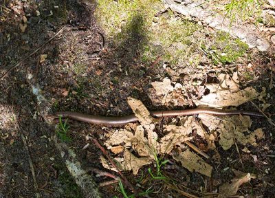 Kopparödla, (Anguis fragilis)