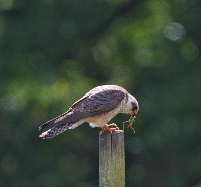 Red-footed Falcon, female 2nd cy