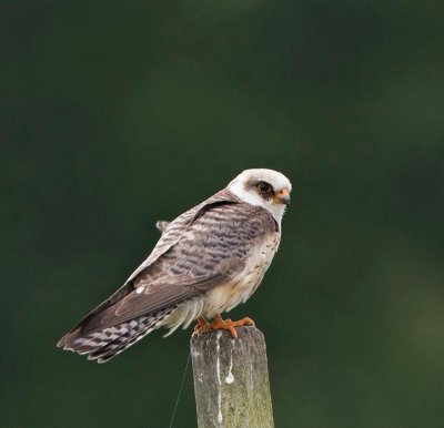 Red-footed Falcon, female 2nd cy