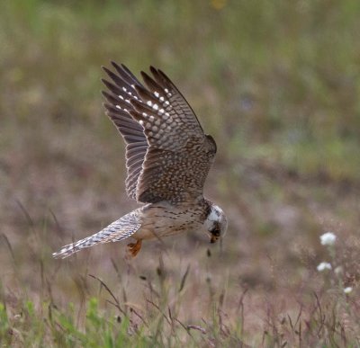 Red-footed Falcon, female 2nd cy