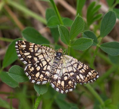 Rutig buskmätare, (Chiasmia clathrata)