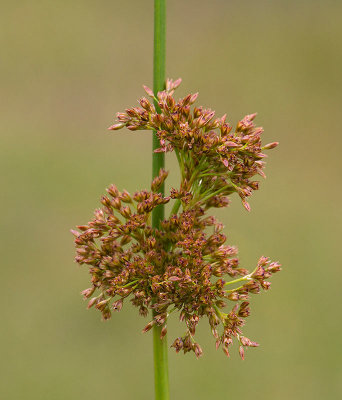 Veketg, (Juncus effesus)