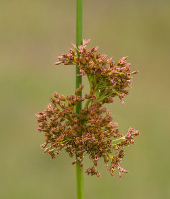 Veketg, (Juncus effesus)