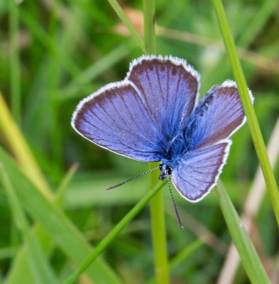 Ljungblvinge, (Plebejus argus), male