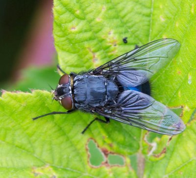 Spyfluga, Calliphora vomitoria), female