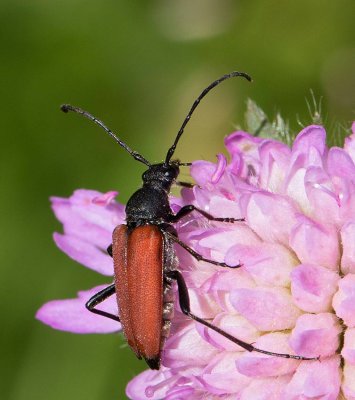 Tegelbock, (Anastrangalia sanguinolenta), female 