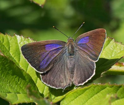 Eksnabbvinge, (Favonius quercus), female