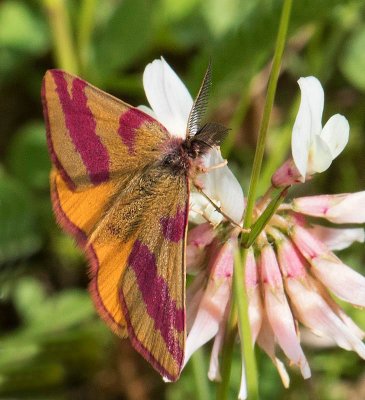 Mindre purpurmätare, (Lythria cruentaria), male