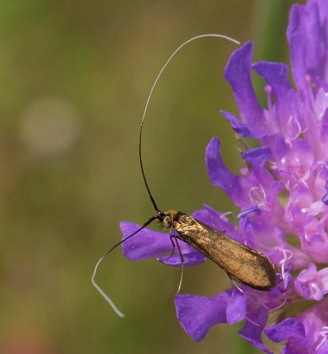 Åkerväddantennmal, (Nemophora metallica)