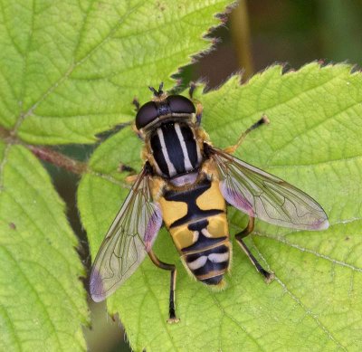Pendelblomfluga, (Helophilus pendulus)