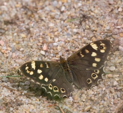 Kvickgräsfjäril, (Pararge aegeria)
