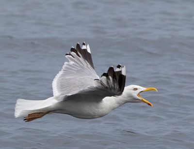 Herring Gull, (Grtrut)