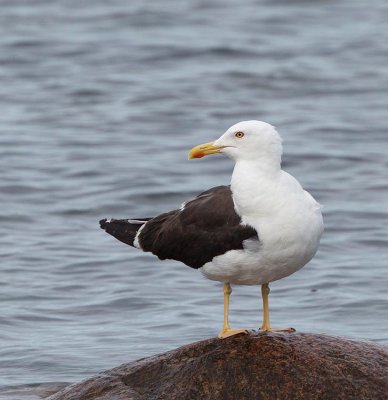 Lesser Black-backed Gull, adult subsp. fuscus