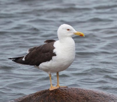 Lesser Black-backed Gull, adult subsp. fuscus