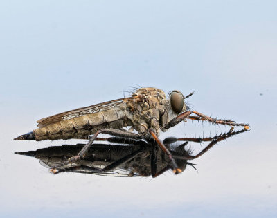 Rovfluga, (Neoitamus sp.), female