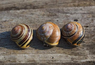 Parksnckor, (Cepaea nemoralis)