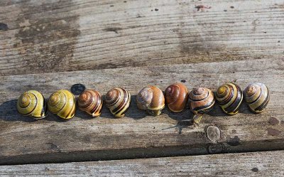Parksnckor, (Cepaea nemoralis)