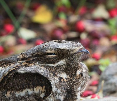 European Nightjar, portrait