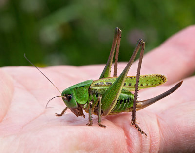 Strre vrtbitare, (Decticus verrucivorus), female