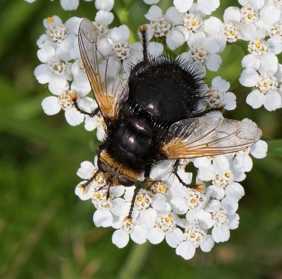Jätteparasitfluga, (Tachina grossa)