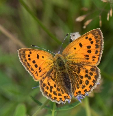 Vitfläckig guldvinge, (Lycaena virgaureae), female