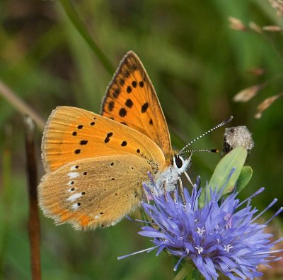 Vitfläckig guldvinge, (Lycaena virgaureae), female