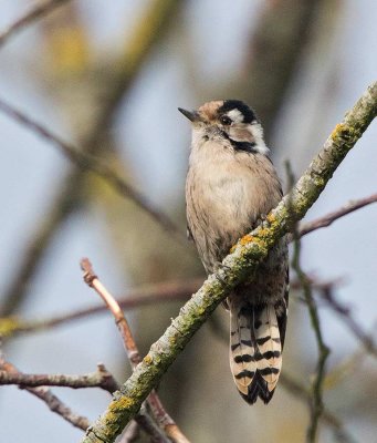 Lesser Spotted Woodpecker, female