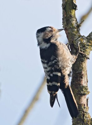 Lesser Spotted Woodpecker, female