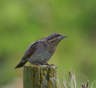 Eurasian Wryneck