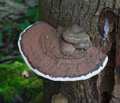 Platticka, (Ganoderma lipsiense)