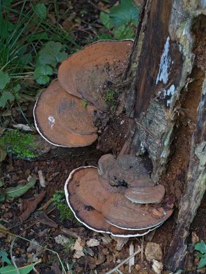 Platticka, (Ganoderma lipsiense)