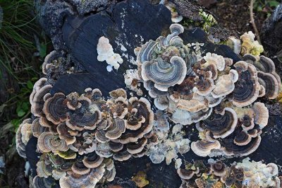 Sidenticka, (Trametes versicolor)