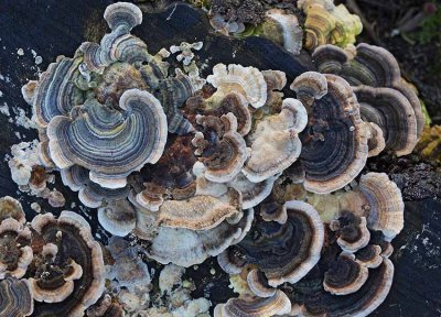 Sidenticka, (Trametes versicolor)
