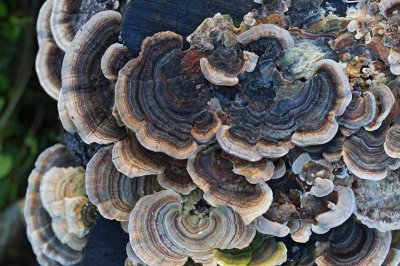 Sidenticka, (Trametes versicolor)