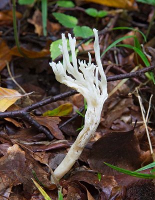 Rynkig fingersvamp, (Clavulina rugosa)