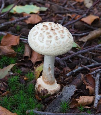 Vitgul flugsvamp, (Amanita citrina)