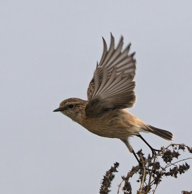 Siberian Stonechat, juvenile