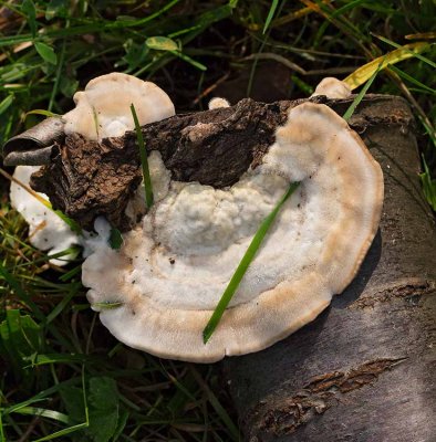 Borstticka, (Trametes hirsuta)
