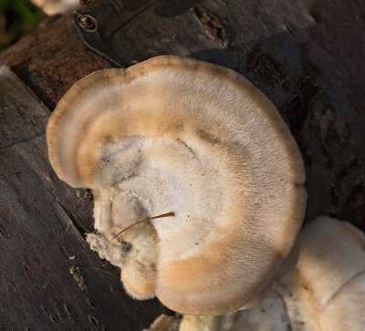 Borstticka, (Trametes hirsuta)