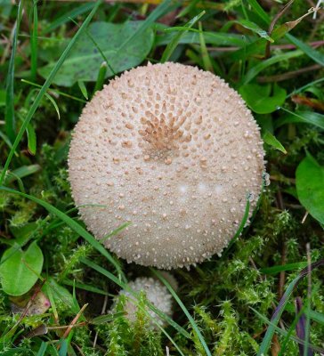 Vårtig röksvamp, (Lycoperdon perlatum)