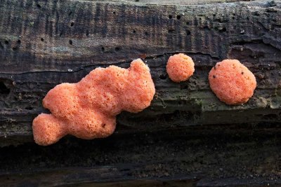 Bikakssvamp, (Tubifera ferruginosa)
