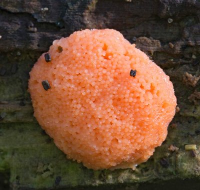 Bikakssvamp, (Tubifera ferruginosa)